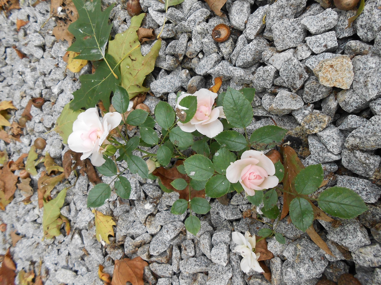 Krzew ozdobny - róża
